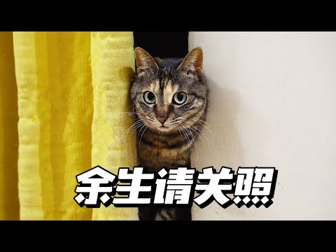 收養暴脾氣流浪貓5年，我被她棄養了7次｜李喜猫