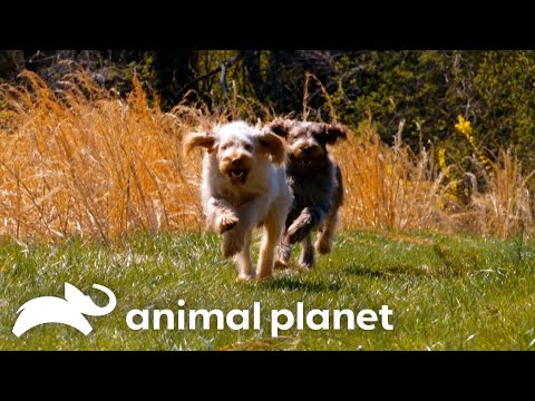 Wally and His Litter Mates Play With Socks! | Too Cute! | Animal Planet