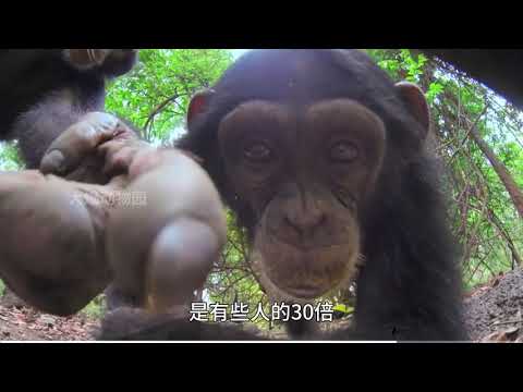 动物世界搞笑解说大合集#抖音创作季 #万物可爱计划 #动物世界 #神奇动物在抖音...