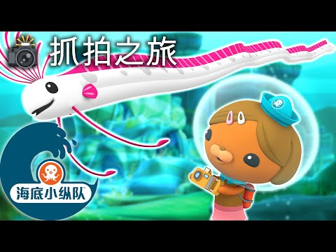 海底小纵队 - 📸 抓拍之旅！🌎 | 集完整版
