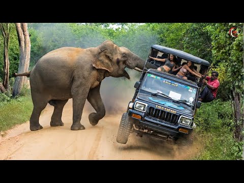 80 Craziest Animal Rampage Moments Caught on Camera