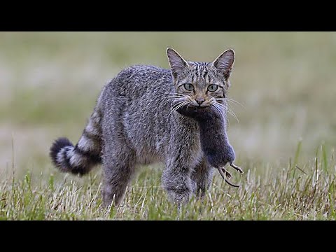 Усатые - полосатые В ДЕЛЕ 2! Котики и кошечки против ВСЕХ!