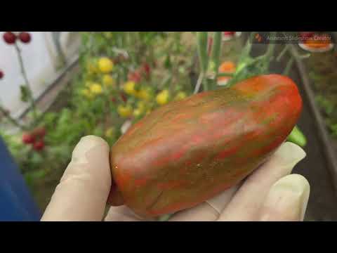 Новинки сортов томатов . АВгуст 2023 г, Продолжение обзора по теплицам. Часть 3