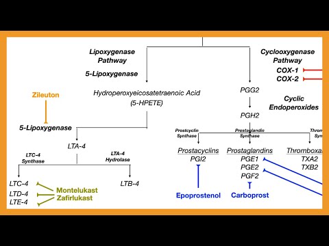 Arachidonic Acid Pathway (Prostaglandins, Prostacyclins, Thromboxanes, & Leukotrienes)