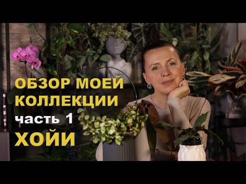 Коллекция ХОЙИ - 23 сорта/ как выросли они за 5 месяцев с момента покупки/ мой уход за хоями