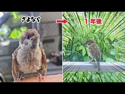 The Sparrow We Saved Came Back to Say Hello After a Year