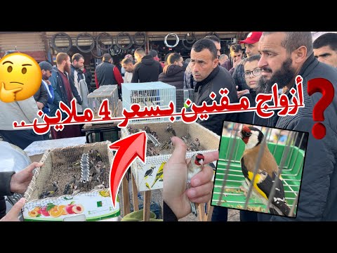 تراجع نسبي في أسعار الخلوي المقنين من بودواو # أزواج حسون جاهزة لتزاوج راهي للبيع هنا بوداواو