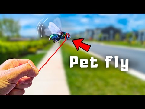 Walking my pet fly...