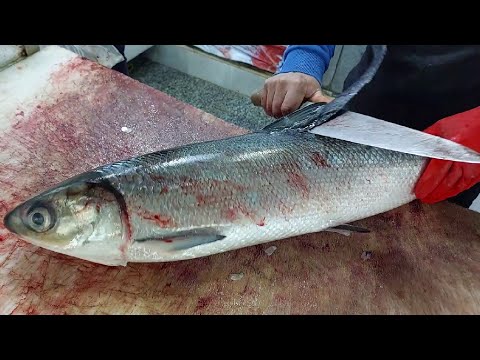 How to Fillet a Fish | Most Meat, No Bones