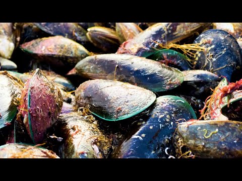 How New Zealand revived its mussel beds