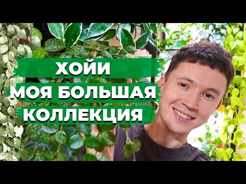 Houseplant Review » My Hoya Collection » Cool and Unpretentious