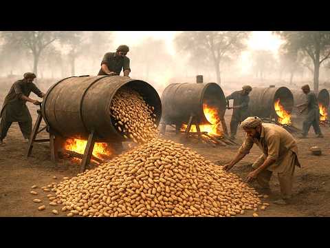 Amazing Peanut Harvesting Process at Pakistani Peanut Factory - @Amazing Experts