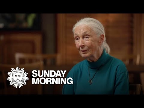 From the archives: Naturalist Jane Goodall