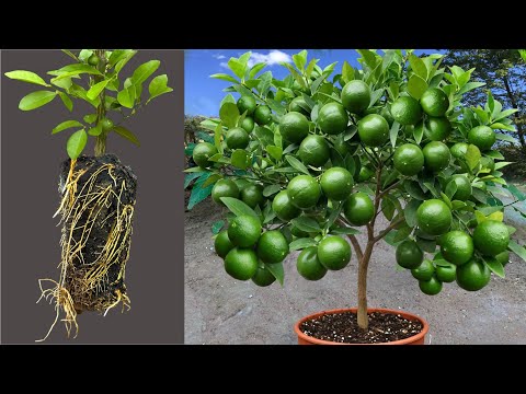 Grow Lemon Trees Faster With Aloe Vera! Best Ideas Propagating Lemon Trees