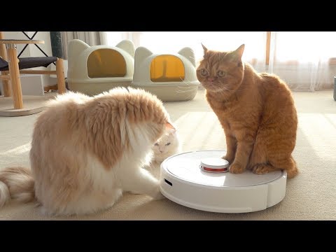 My Cats Destroyed The Robot Vacuum! (ENG SUB)