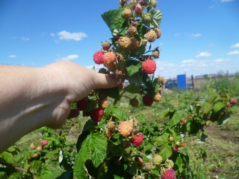 ускоренный  способ размножения малины   Корневые черенки