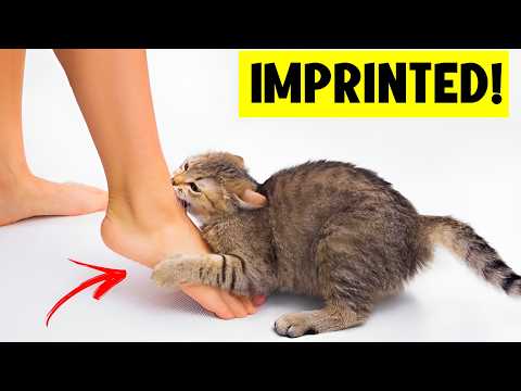 The 20 Signs Your Cat Has IMPRINTED On You! 😸