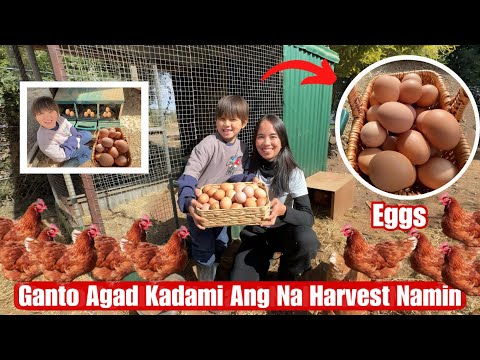 Ang Unang Harvesting Eggs Namin Sa Aming Chicken Farm Sobrang Dami Agad😮 