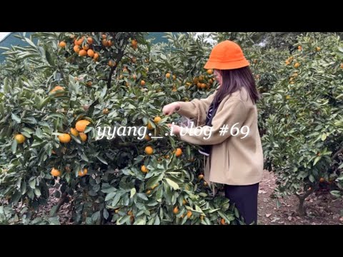 [vlog]태교여행 겸 제주여행 다녀온 일상2💛/제주신화월드 신화관/이조은식당/모모쥬동물원/신화월드 테마파크/제주 은하감귤체험농장/제주순메밀막국수/소색채본/고기장/딸기부라타치즈