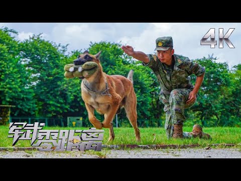 【4K】前方高能！中国军犬展示惊人战斗力 13毫米粗的尼龙绳一口咬断！走近反恐战场上的“神犬奇兵” 看特战队员如何让军犬掌握多种作战样式！「军武零距离」| 军迷天下