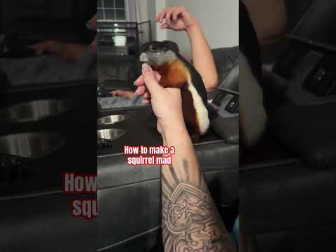 Do not bother him when it’s cuddle time with mom #fypシ #cutepets #squirrel #shortsfeed #funnypets