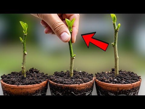 Why I Never Buy Lemon Plant Anymore And Why You Should Clone Your Too