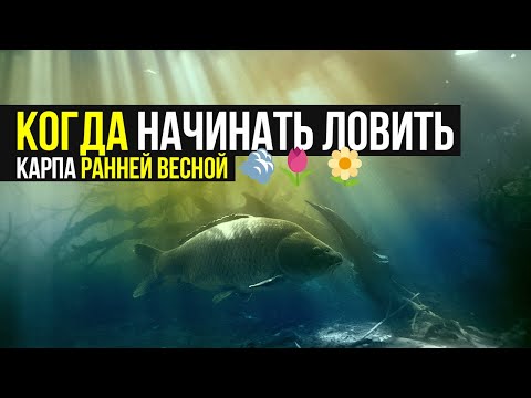 КОГДА начинать ЛОВИТЬ КАРПА ранней ВЕСНОЙ ❓ СОВЕТЫ по ЛОВЛЕ в ХОЛОДНОЙ ВОДЕ!