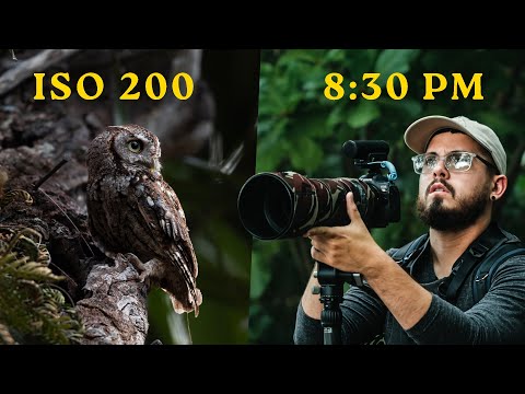 Como hacer fotos de aves SIN RUIDO con POCA LUZ 📸🦉