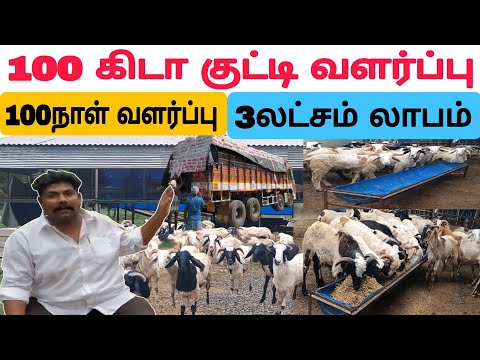 பசுந்தீவனம் இல்லை / மேச்சல் இல்லை /ஆடு வளர்ப்பில்  வருடம் 6 லட்சம் #தமிழ்விவசாயி #ஆடுவளர்ப்பு #sheep