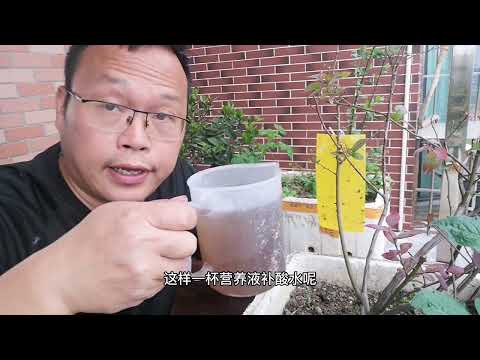蓝莓不开花？浇“2种水”，比磷酸二氢钾好