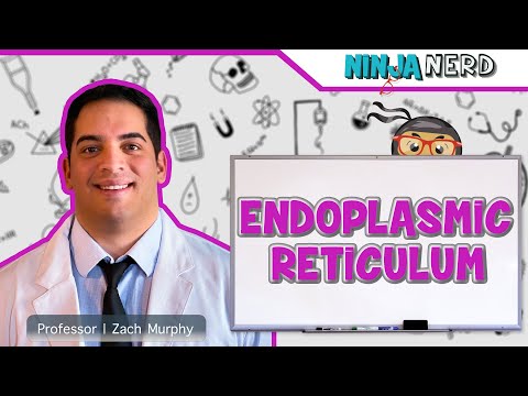 Endoplasmic Reticulum Structure & Function