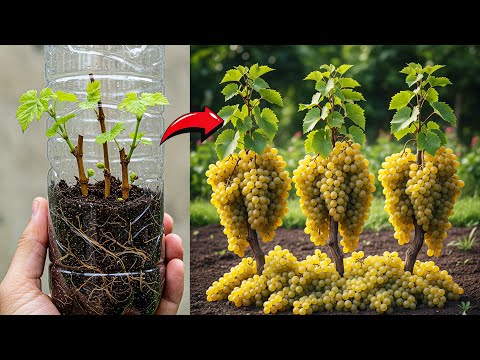 Air Layering or Cuttings? You’re Doing It Wrong—Try This for Grapevines!