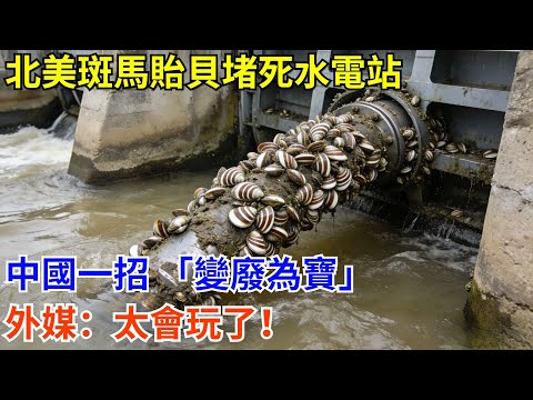 北美斑馬貽貝堵死水電站，中國一招 「變廢為寶」，外媒：太會玩了！#科普 #熱門 #中國高鐵 #國際觀點 #大國工程