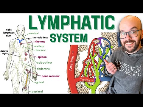 Lymphatic System