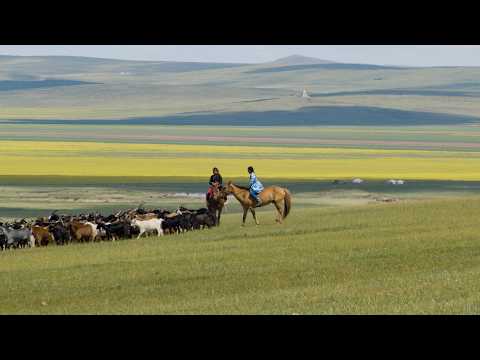 A 10-Year-Old Mongolian Nomad Girl Learning Traditional Herding | Summer Vacation　#documentary