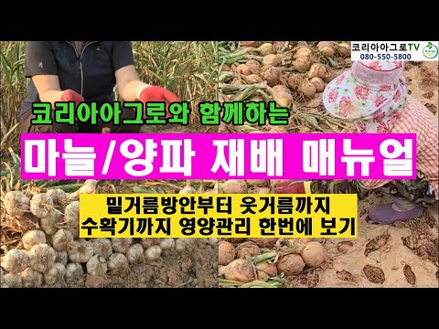 마늘/양파재배 매뉴얼 - 풀버젼 (밑거름부터 수확기까지 영양관리)