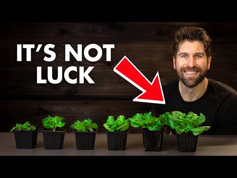 6 Steps To Guarantee Thriving Seedlings