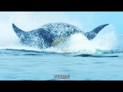 总时长4080秒，半口气了解各种搞笑动物的瞬间。 #神奇动物在抖音 #动物世界 ...