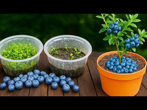 🟣 How to Plant Blueberries from Seed to Harvest
