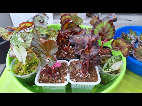 КОМНАТНЫЕ РАСТЕНИЯ(ЦВЕТЫ).ЦВЕТОЧНЫЕ ДЕЛА.