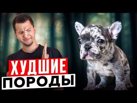 These are the breeds you should DEFINITELY not get.