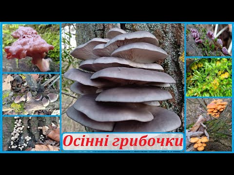 Грибне сафарі вихідного дня (14-15 листопада 2025р) #грибиукраїни #осіннігриби #глива #Flammulina