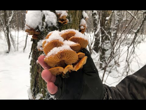 Для новичков: зимний опенок (фламмулина)