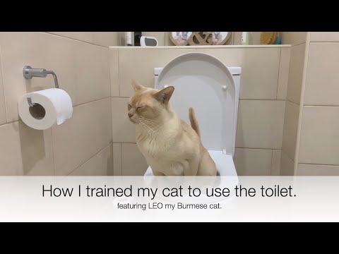 I TRAINED MY CAT TO USE MY HOUSEHOLD TOILET. Using the Litter Kwitter, it really works!
