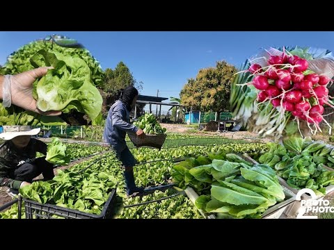 Harvesting baby romaine lettuce, large romaine lettuce, radishes, and flowering bok choy. Lots of...