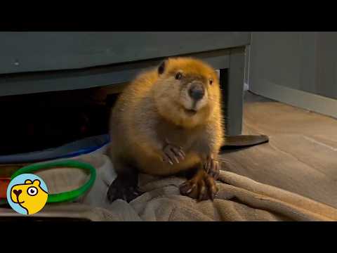 Baby Beaver Found In Field Now Loves Building Dams In Forever Home