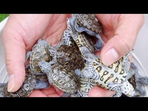 꽃집 사장님이 거북이에 빠지면 생기는일 ㅋㅋㅋㅋ상가에서 보호종 거북이가 매년 수십마리씩 나오고있습니다 ㄷㄷ