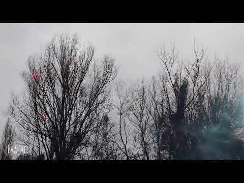 Eva Trecy -Like An Apple