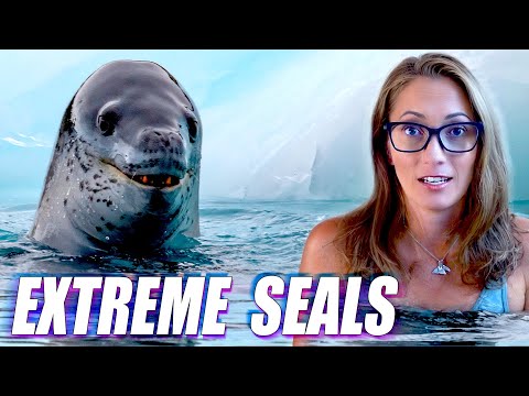 Exploring the World's Strangest Seals With a Marine Biologist