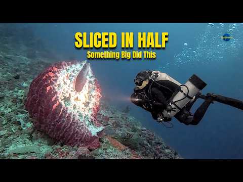 100-Year-Old Barrel Sponge Sliced In Half at 30 m — We Found What Did It